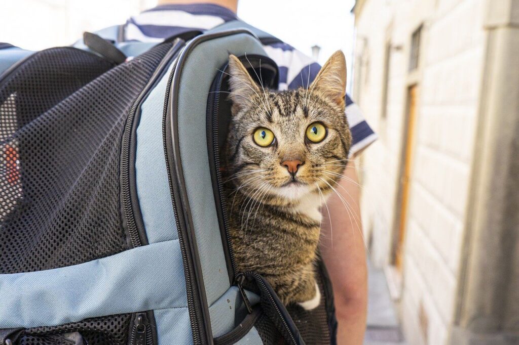 Tabby-looking cat in a carrier - Traveling safely with your cat