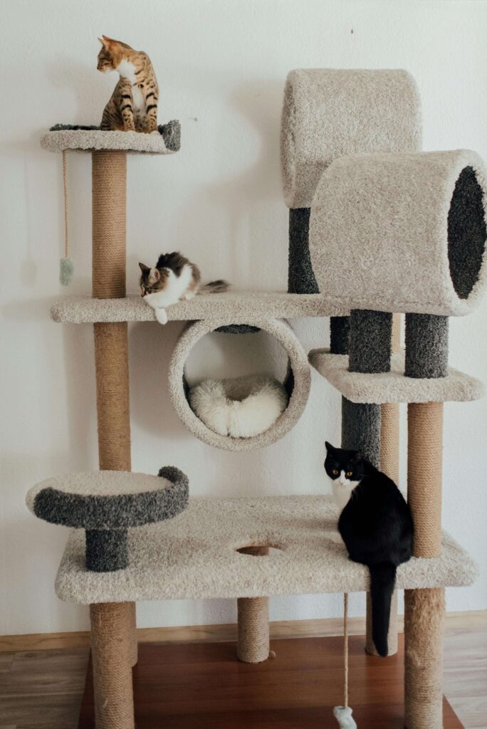 Ultimate Cat Care Guide - Four cats playing on a cat tree - Creating a safe and fun environment for cats