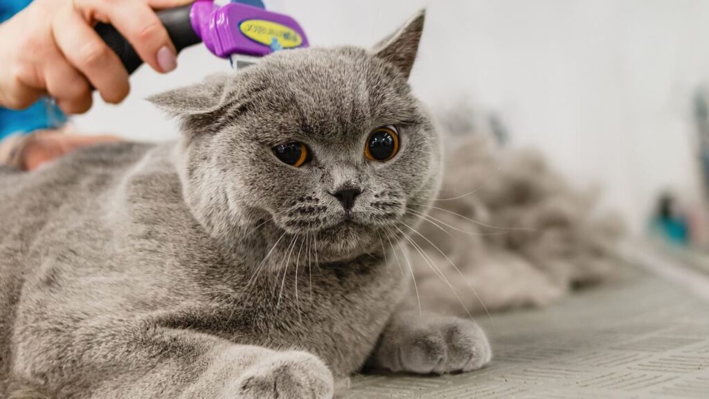 "Ultimate Cat Care Guide - British Shorthair gray cat being brushed - Maintaining grooming and hygiene for cats