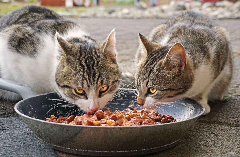 Ultimate Cat Care Guide - Two cats enjoying wet food - Ensuring proper nutrition for cats