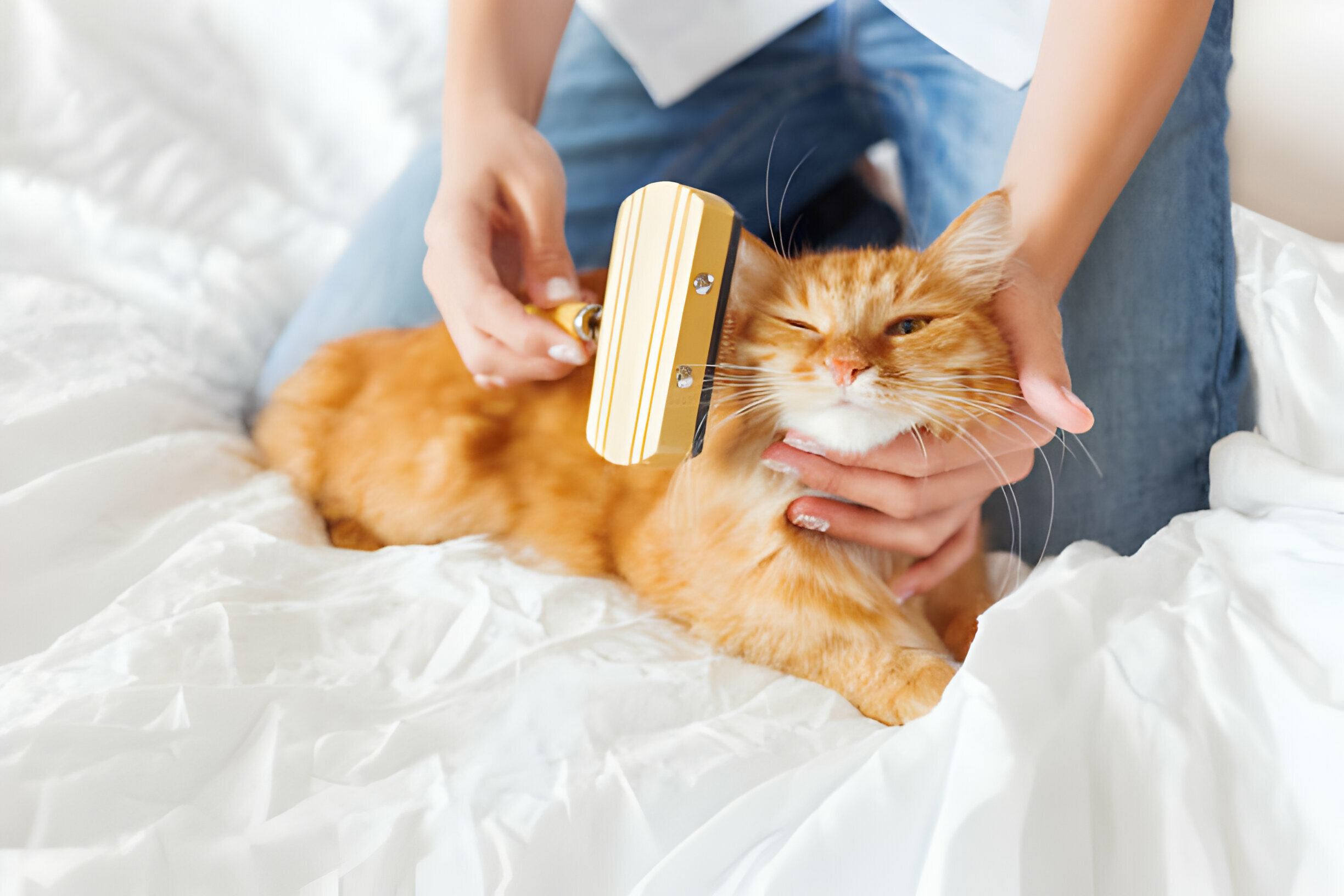 Ultimate Guide to Cat Care