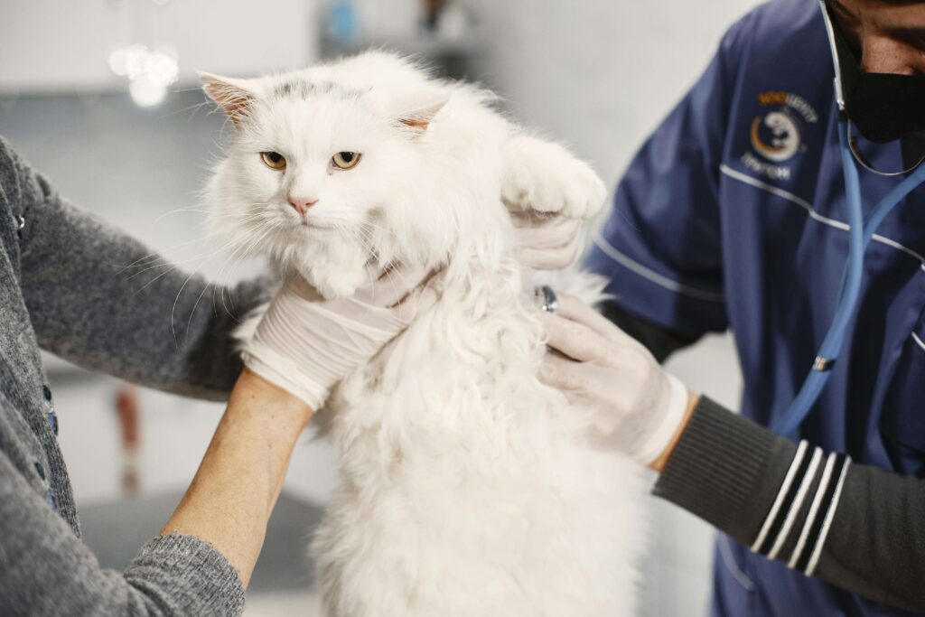 Ultimate Cat Care Guide - White cat undergoing veterinary check-up - Importance of healthcare and preventive measures for cats