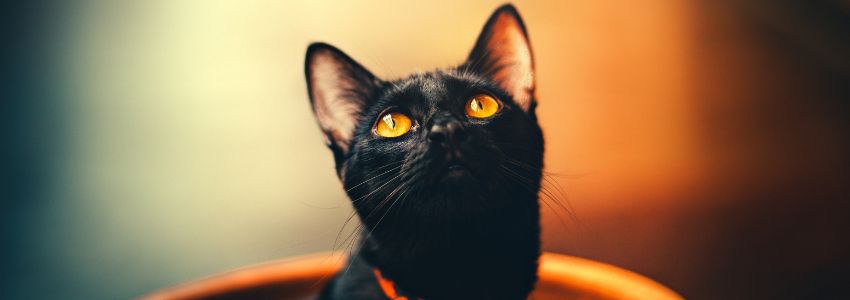 A close up of a bombay cat's face