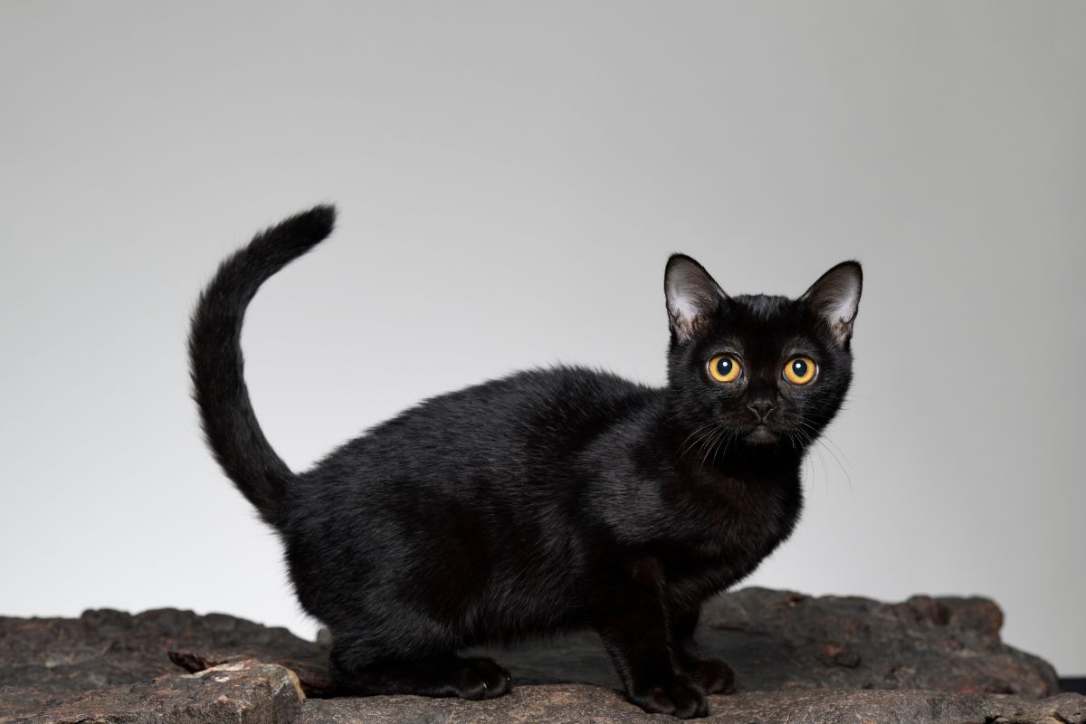 A picture showcasing the body of a bombay cat