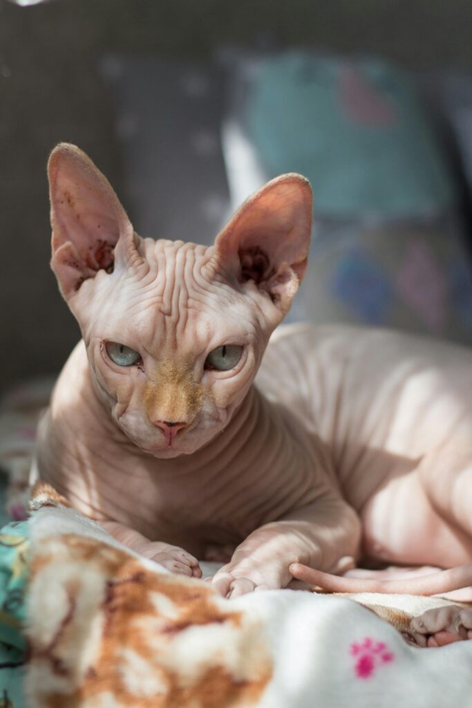 Sphinx Cat Lying on Bedspread