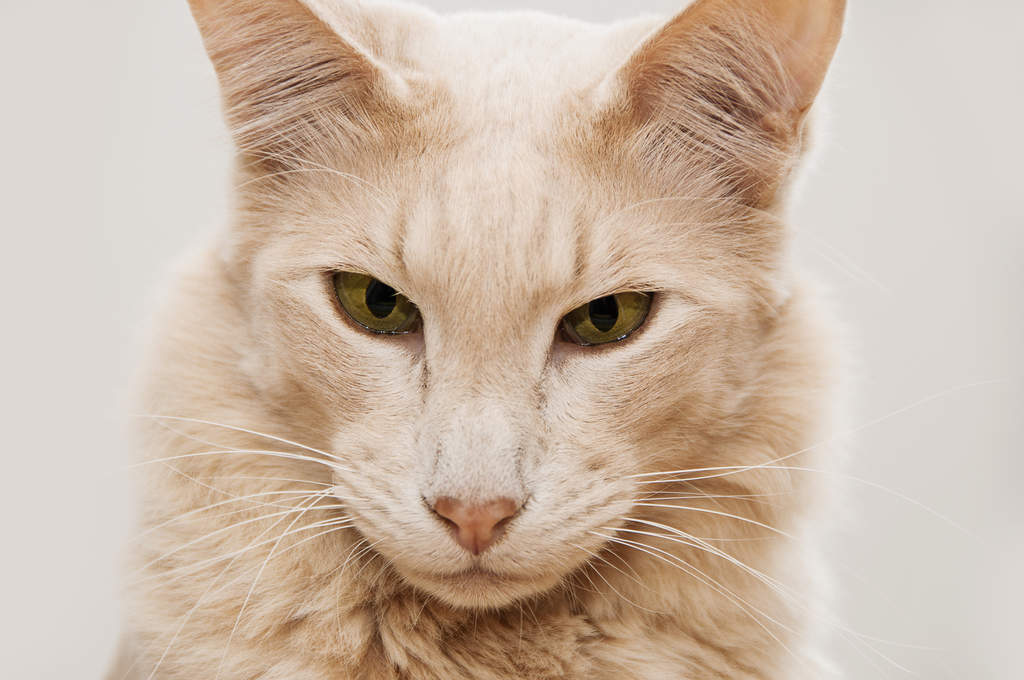 A portrait picture of a Javanese Cat
