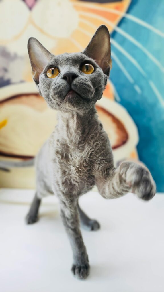 Close-Up Photograph of a Devon Rex Cat