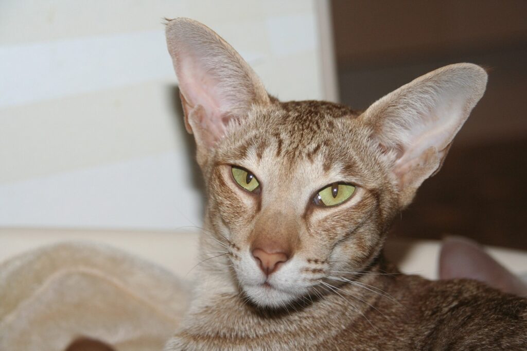 Portrait picture of an Oriental Shorthair Cat